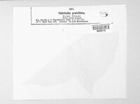 Erysiphe penicillata image